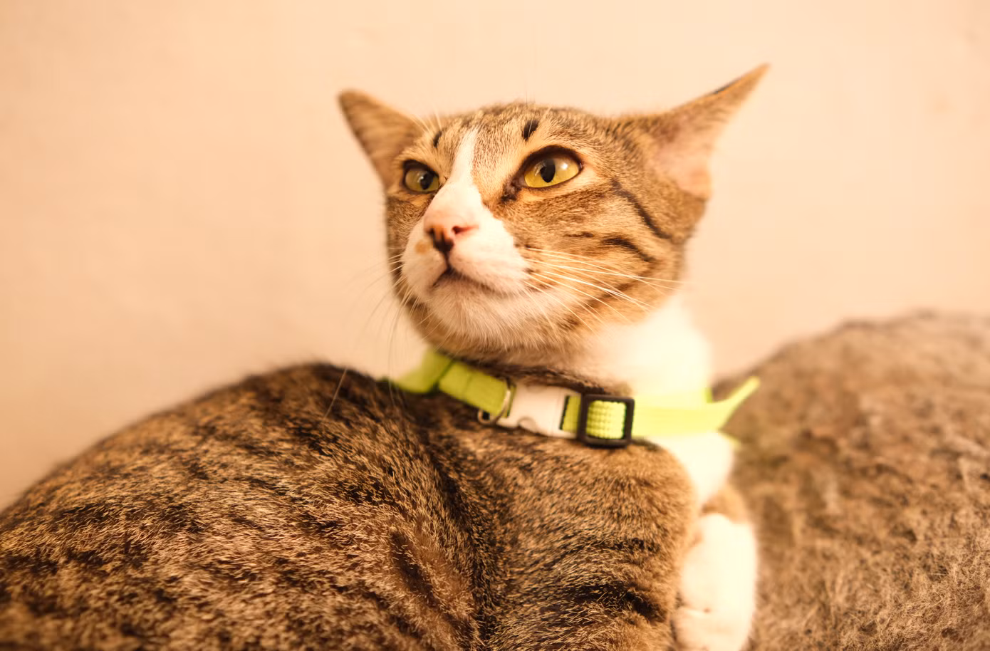 (Ảnh: The Meow House)