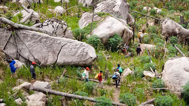 Dân săn kỳ nam hành quân tìm bãi