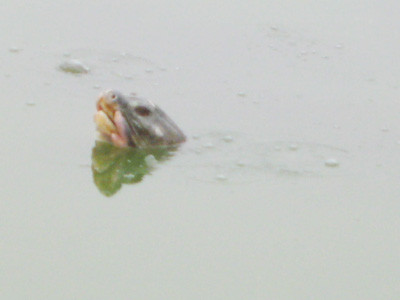 Cụ Rùa nổi lên vào lúc 12 giờ ngày 19-1, sau khi Đại hội Đảng XI bế mạc . Ảnh: Hà Đình Đức Cụ Rùa nổi lên vào lúc 12 giờ ngày 19-1, sau khi Đại hội Đảng XI bế mạc