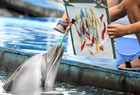 Chú cá heo biết ngậm bút vẽ tranh ở tỉnh Hà Bắc, Trung Quốc