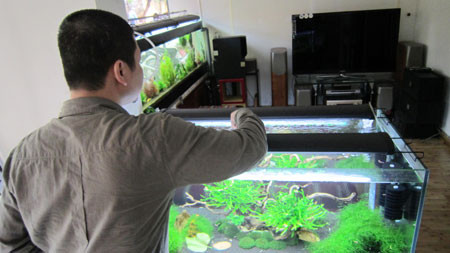 Khi anh Dũng cho thức ăn vào trong bể... . Khi anh Dũng cho thức ăn vào trong bể...