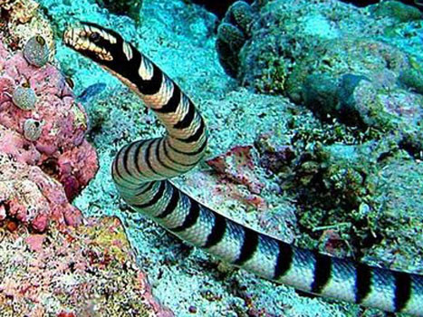 Rắn biển Belcher. Ảnh: gardenofeaden.blogspot.com.