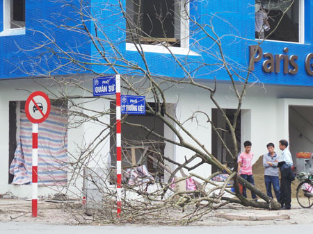 Phần ngọn cây được vứt trên vỉa hè