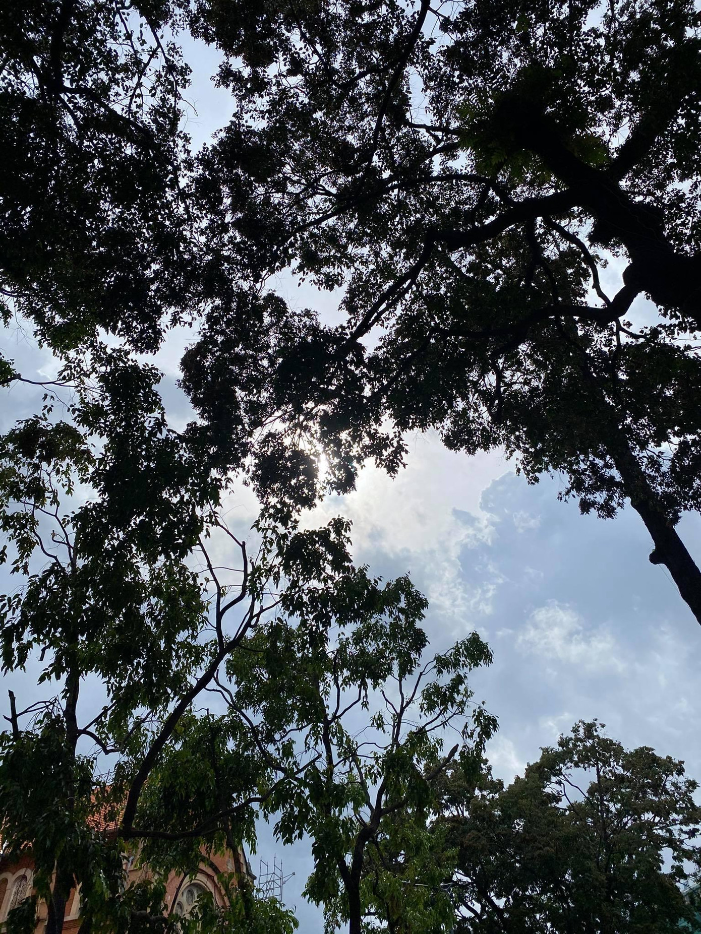 Ở Sài Gòn, nhiều cây dầu hơn trăm năm tuổi tạo bóng mát cho người dân thành phố