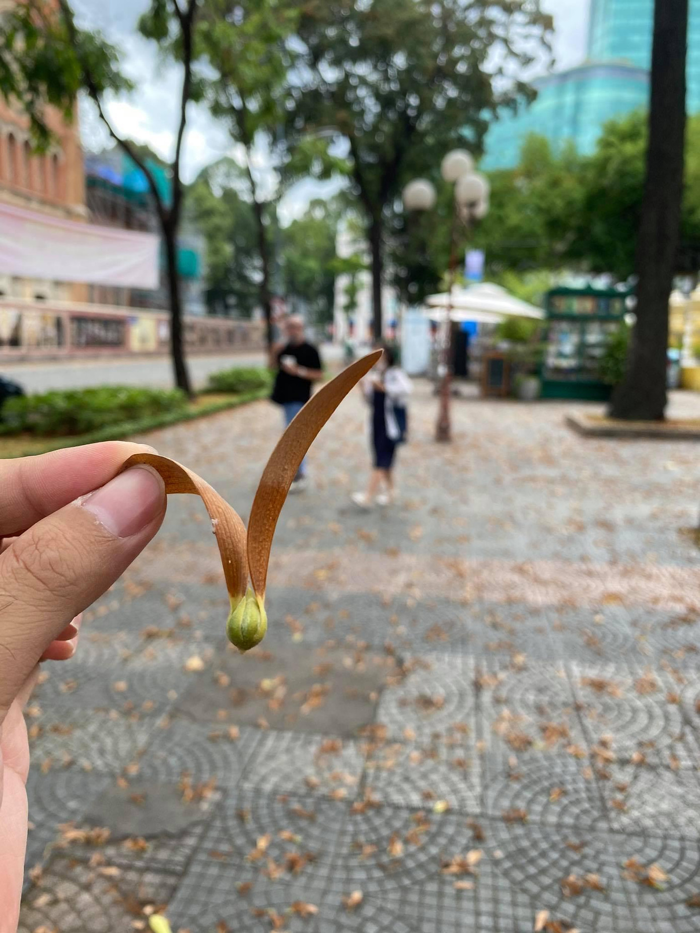 Các bạn trẻ thích thú chụp ảnh với hoa dầu.