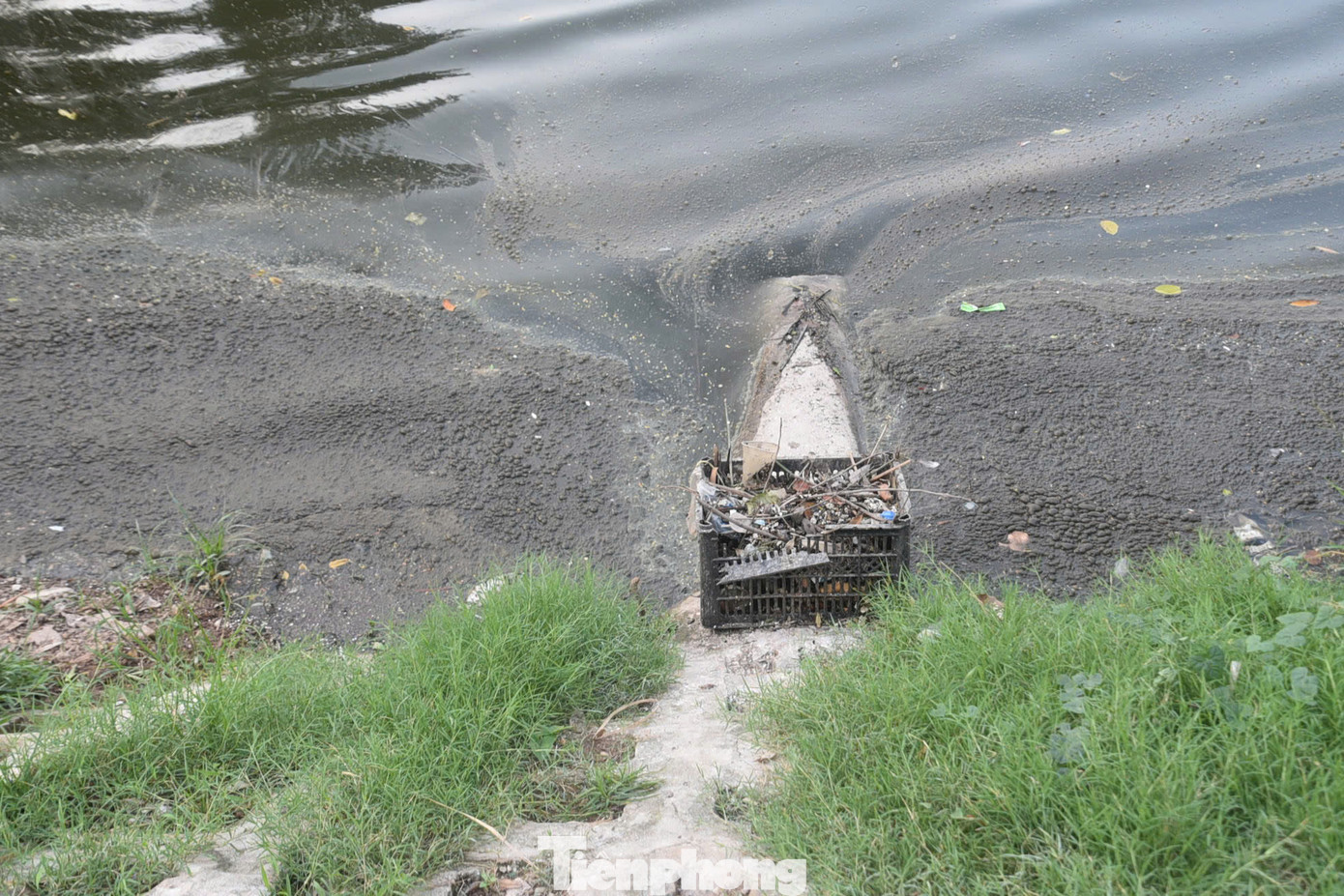 Một góc hồ Trúc Bạch nổi váng bẩn.