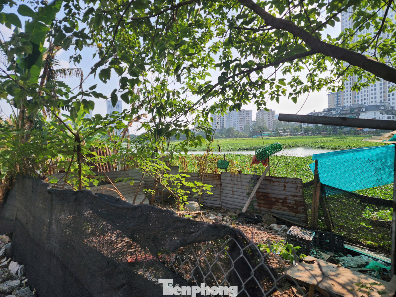 Cuối tháng 7/2024, Sở Xây dựng đã có báo cáo UBND thành phố Hà Nội về tình trạng san lấp hồ Đầm Bông. Theo đó khu vực Đầm Bông đã cơ bản được san lấp, không còn diện tích mặt nước. Trên khu đất này đã hình thành các ngõ 232 Trần Điền, số 268 Trần Điền và có nhiều công trình 1 tầng, 2 tầng, 3 tầng, lán tạm…