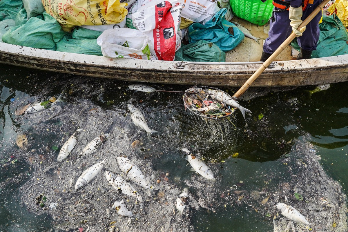 Cá chết hàng loạt ở hồ Tây hồi tháng 10/2024. Ảnh: Đức Nguyễn