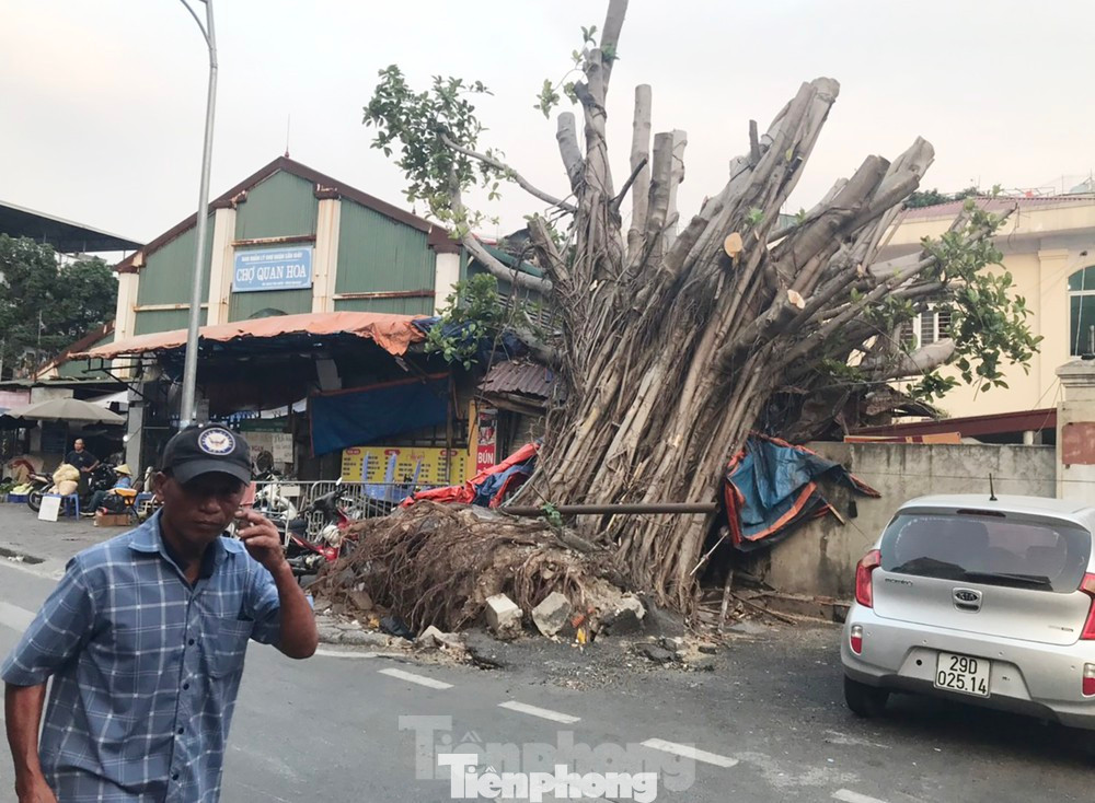 Hà Nội xác minh loạt cây lớn chết có dấu hiệu bị xâm hại ảnh 1