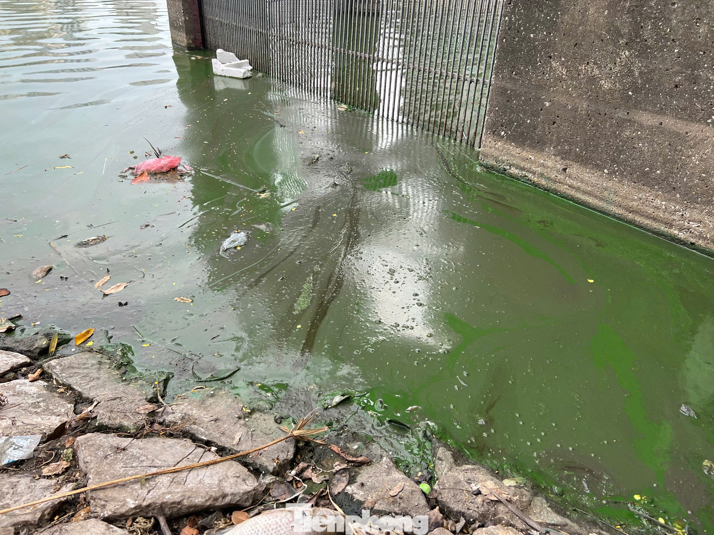 Hồ Giảng Võ (quận Ba Đình) một số điểm cũng bị ô nhiễm, váng dầu nổi trên mặt nước. Đại diện UBND phường Giảng Võ cho biết, vấn đề môi trường hồ nước được quận, phường đặc biệt quan tâm. Cơ quan chức năng có ký hợp đồng với một đơn vị để dọn dẹp mặt nước thường xuyên và sẽ yêu cầu đơn vị xử lý những điểm còn ô nhiễm, mất mỹ quan...