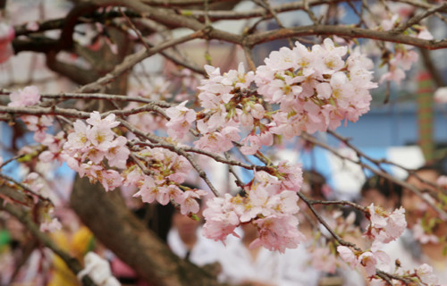 200 cành hoa thật được đưa về từ Nhật Bản tạo nên cây hoa như thật