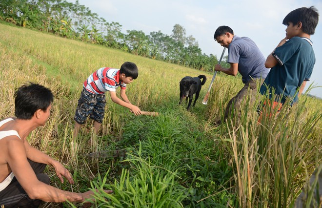 Làng Canh Nậu (Thạch Thất, Hà Nội) nổi tiếng với nghề săn bắt chuột đồng làm thịt và mang bán tại chợ. Vào mỗi dịp sau mùa gặt, các ruộng lúa trên cánh đồng trơ gốc rạ, đó là lúc dễ dàng săn bắt chuột nhất. Trong ảnh, hai bố con anh Năm cùng lũ trẻ dùng nơm chặn cửa hang chờ săn bắt.