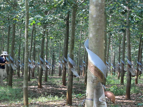 Rừng cao su của Hoàng Anh Gia Lai tại Attapeu, Lào