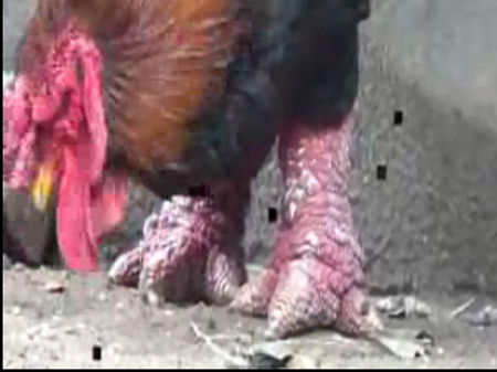 Hơn 35 triệu đồng đã được trả giá đối với chú gà Đông Tảo của gia đình Ông Nguyễn Trọng Tích ở Đông Tảo – Khoai Châu - Hưng Yên. Hơn 35 triệu đồng đã được trả giá đối với chú gà Đông Tảo của gia đình Ông Nguyễn Trọng Tích ở Đông Tảo – Khoai Châu - Hưng Yên