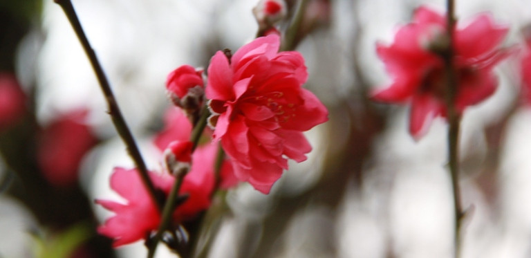Cùng sắc đỏ hoa đào