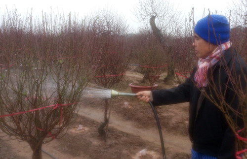 Họ vừa phải tưới nước rửa sương cho cành đào, cân bằng độ ẩm cho đất