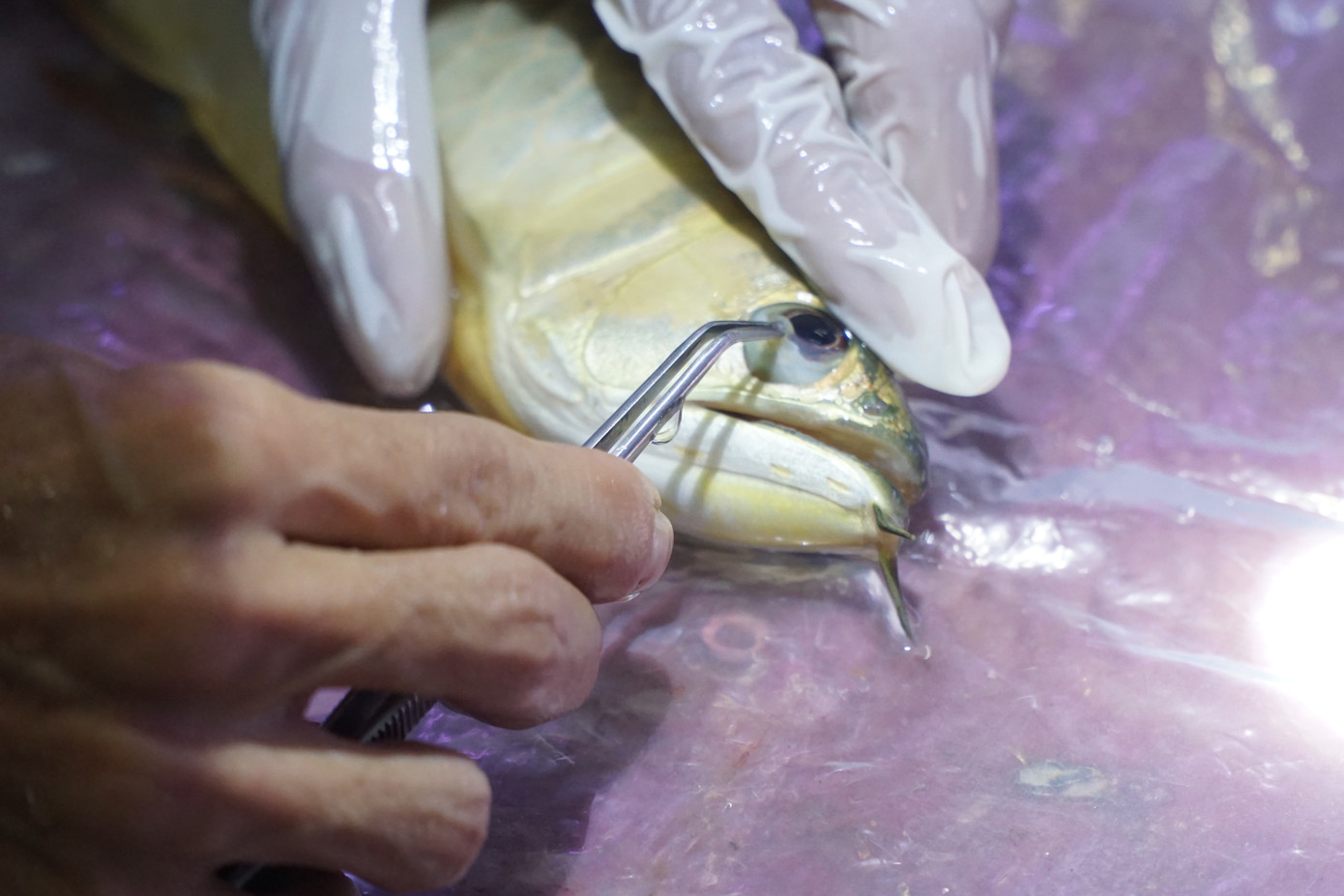 Mỗi động tác cần sự khéo léo, tỉ mỉ không để xảy ra sai sót. Mỗi động tác cần sự khéo léo, tỉ mỉ không để xảy ra sai sót.