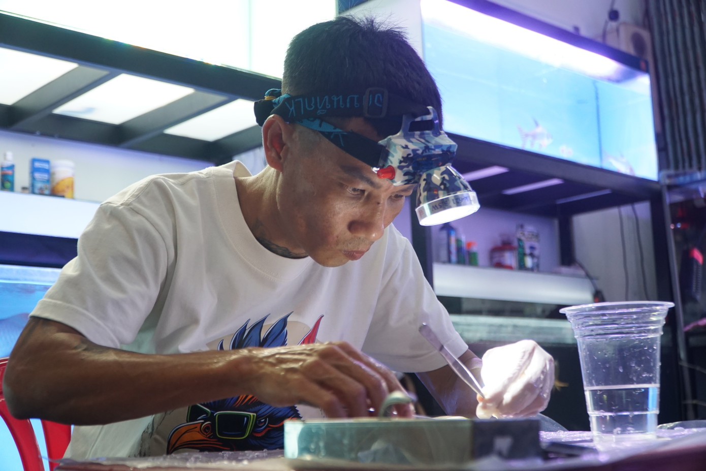 Anh Hoàng phẫu thuật mí mắt cho con cá rồng. Anh Hoàng phẫu thuật mí mắt cho con cá rồng.