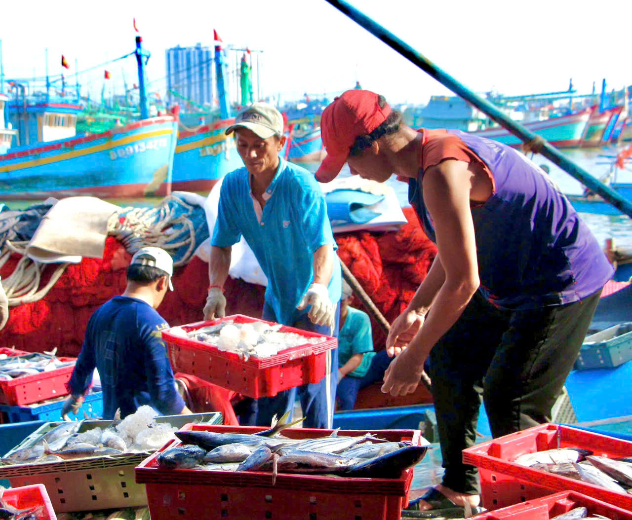 Ứng dụng công nghệ truy xuất nguồn gốc thủy sản khai thác góp phần gỡ cảnh báo “thẻ vàng” của EC đối với thuỷ sản khai thác của Việt Nam.