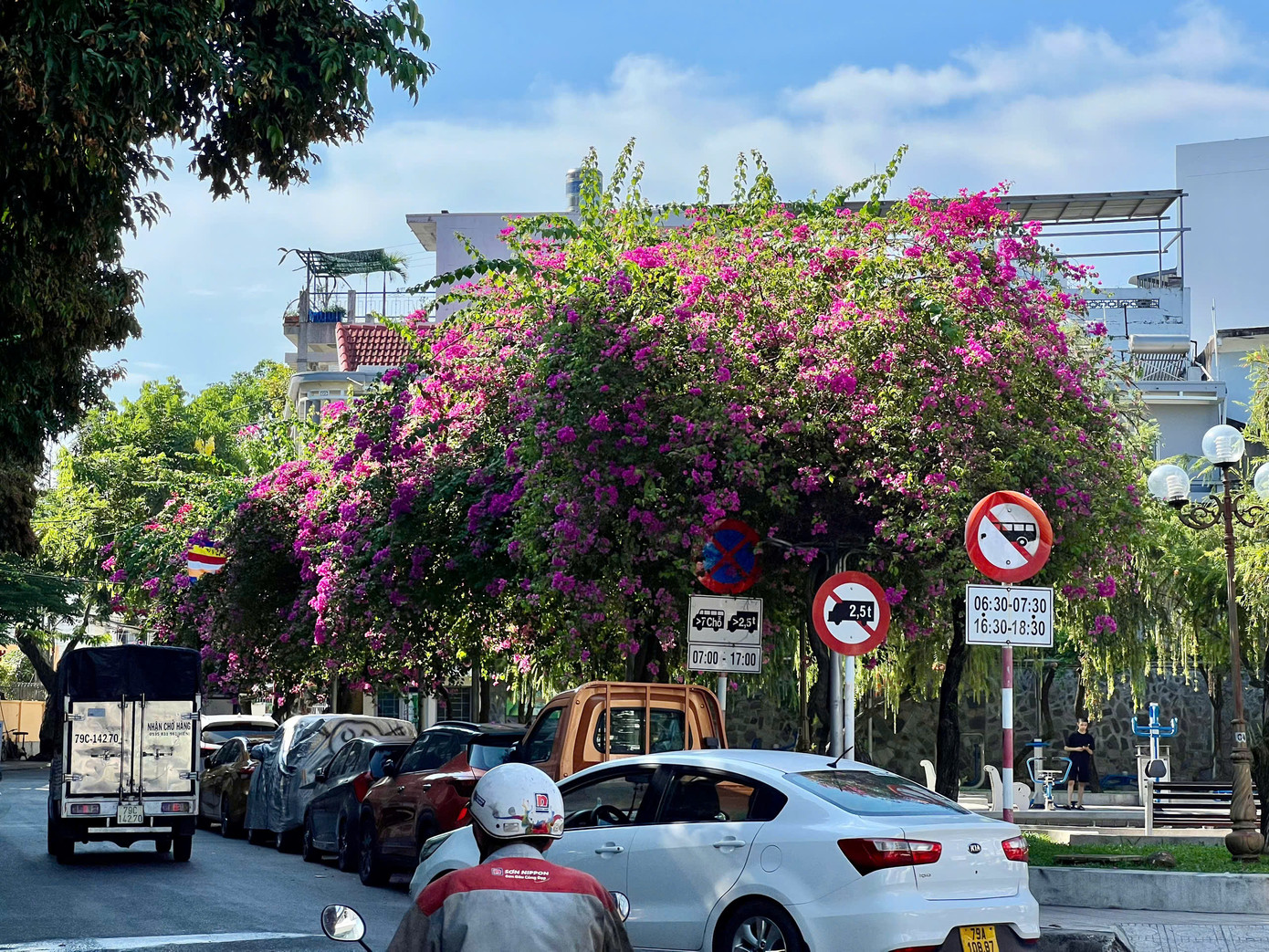 Các tuyến phố trên địa bàn TP. Nha Trang rất nhiều cây hoa giấy đang khoe sắc.