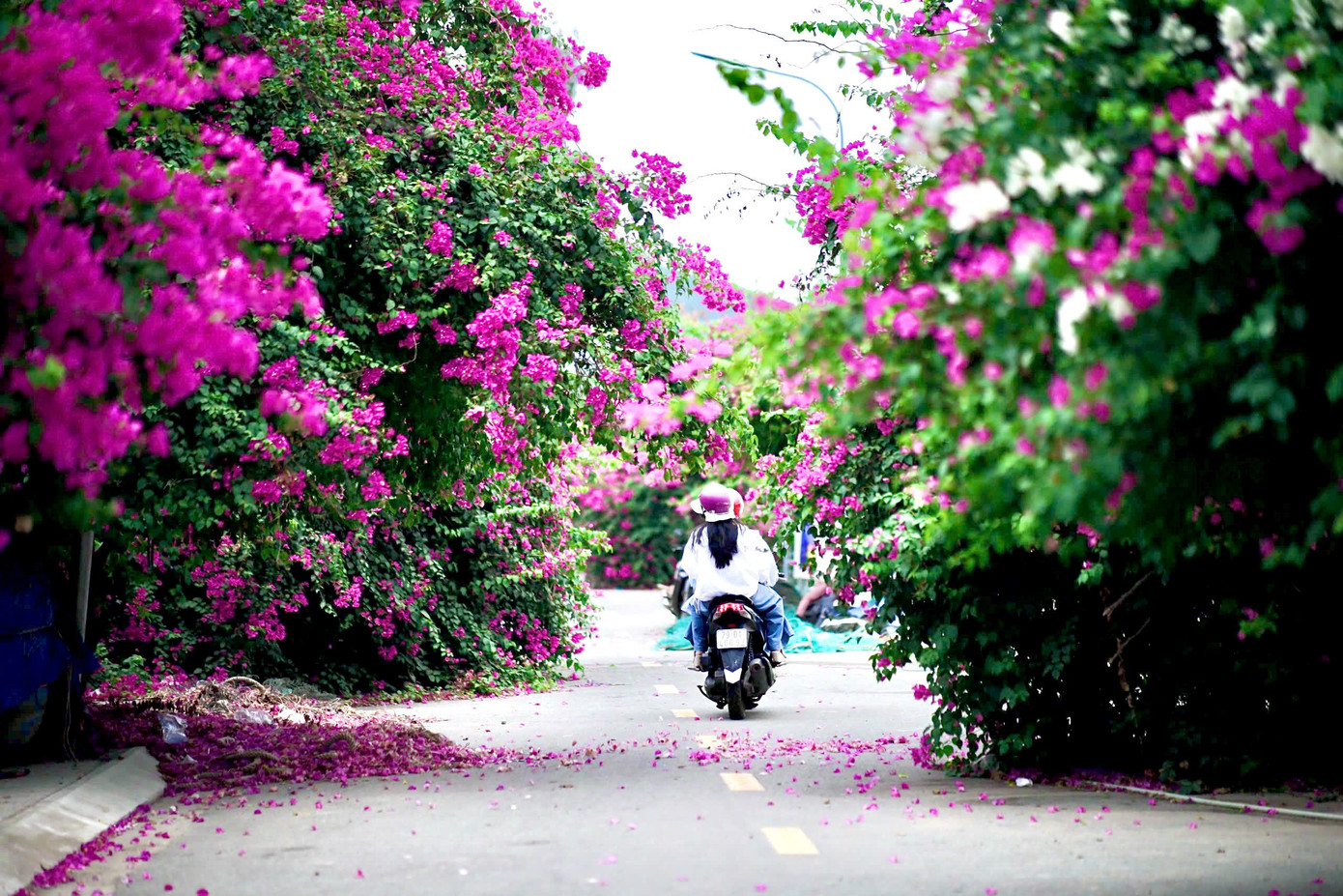 Dưới nắng hè, nhiều tuyến phố tại TP. Nha Trang như được khoác lên mình tấm áo rực rỡ bởi những giàn hoa giấy đủ màu sắc đang thi nhau bung nở.