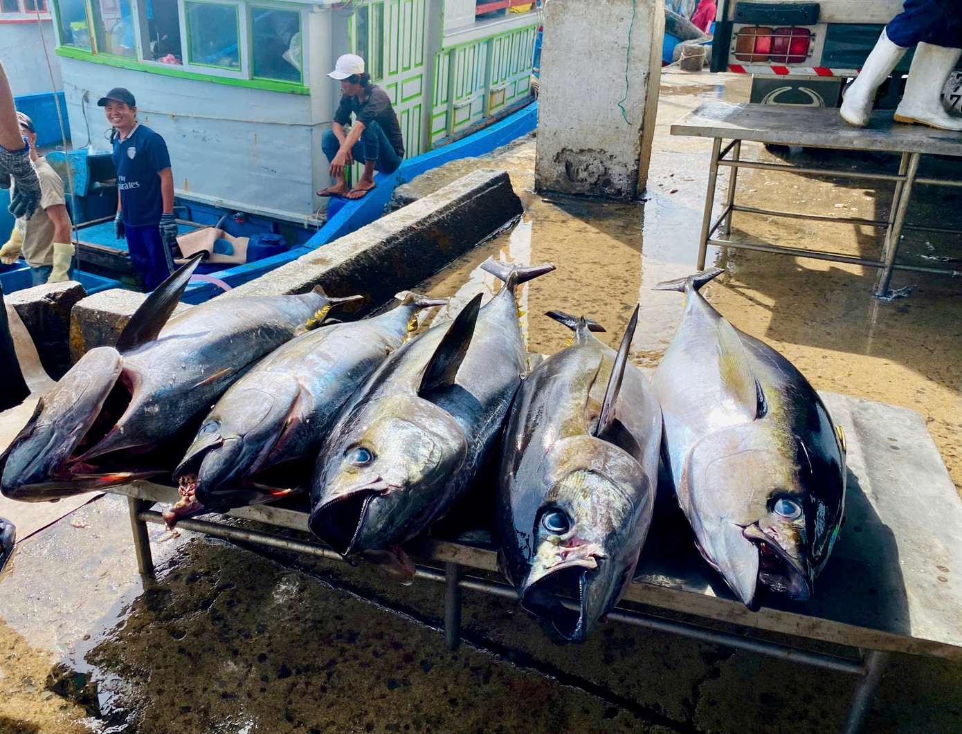 Cá ngừ vằn đánh bắt đạt kích cỡ 50 cm chỉ chiếm khoảng 10% sản lượng đánh bắt.