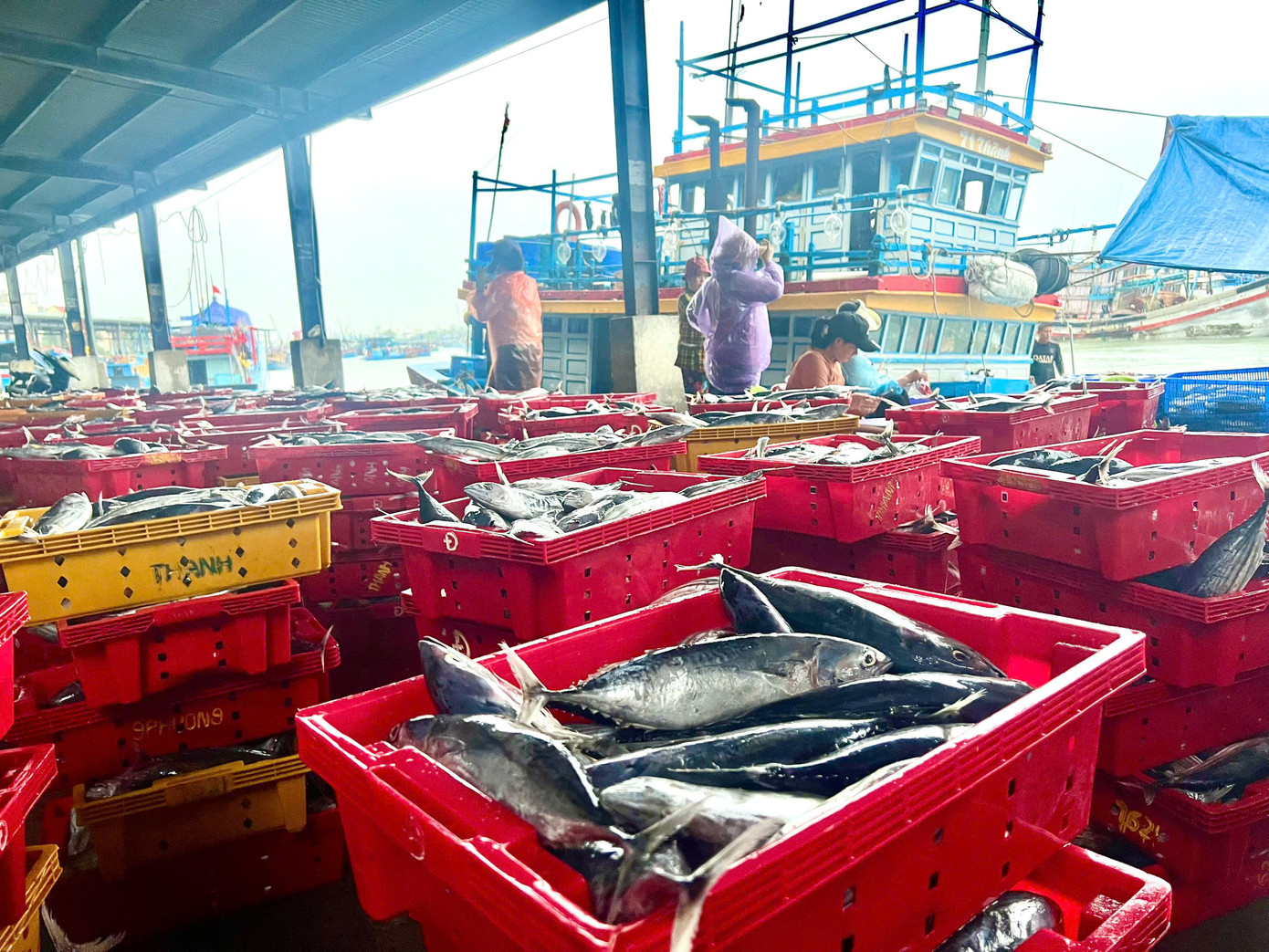 Hiện giá cá ngừ giảm xuống còn khoảng 17.000 - 19.000 đồng/kg.