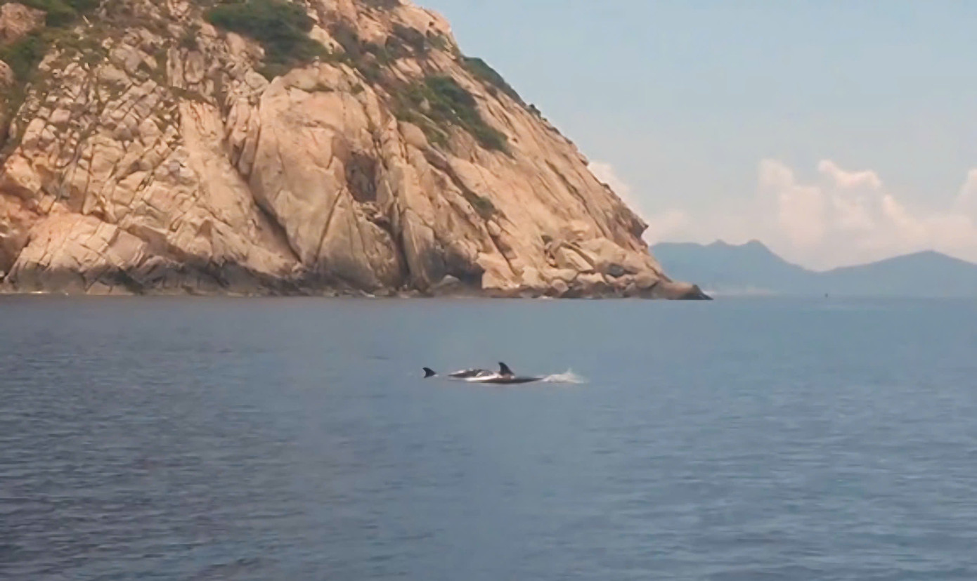 Đàn cá heo liên tục ngoi lên mặt nước khiến nhóm người chứng kiến thích thú. Ảnh: Cắt từ clip.