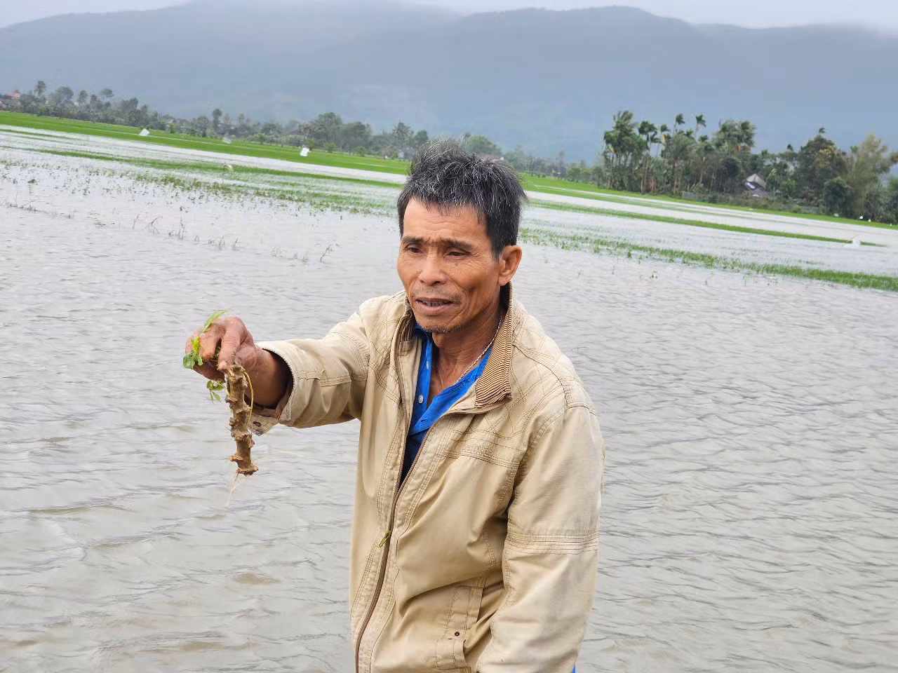 Một người dân ở huyện Tây Hòa đi kiểm tra cánh đồng khoai mì bị ngập nặng. Một người dân ở huyện Tây Hòa đi kiểm tra cánh đồng khoai mì bị ngập nặng.