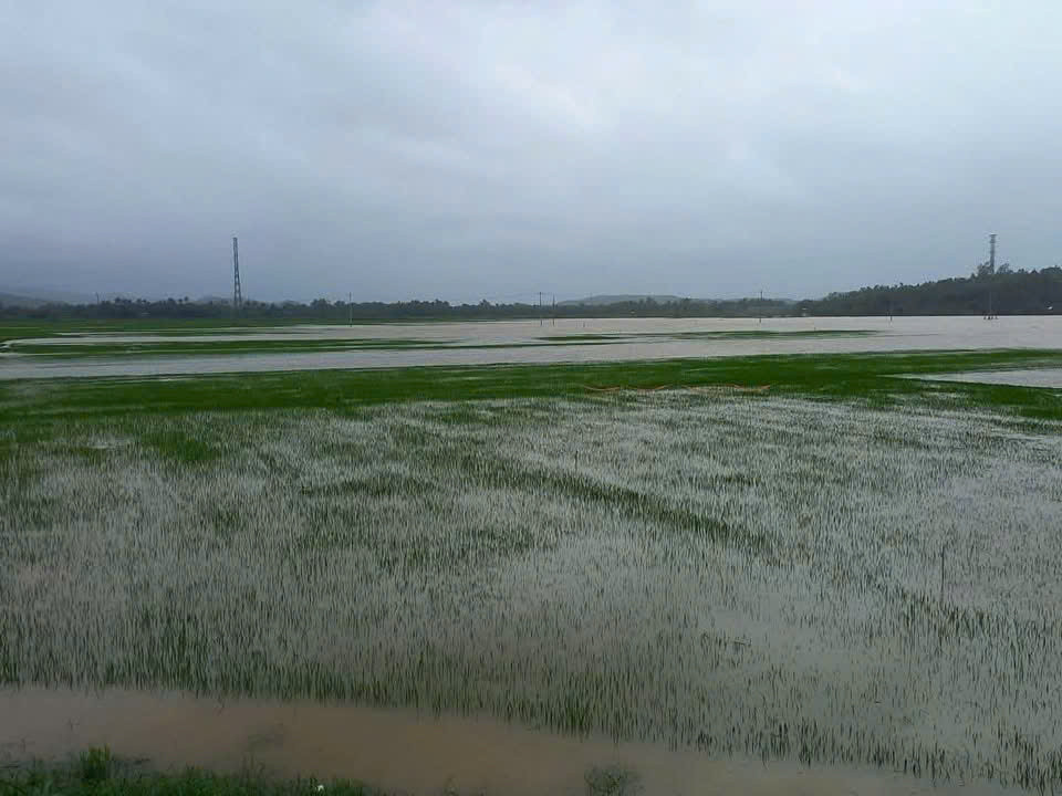 Mưa lụt bất thường khiến 467ha lúa ở huyện Tuy An chìm sâu trong biển nước