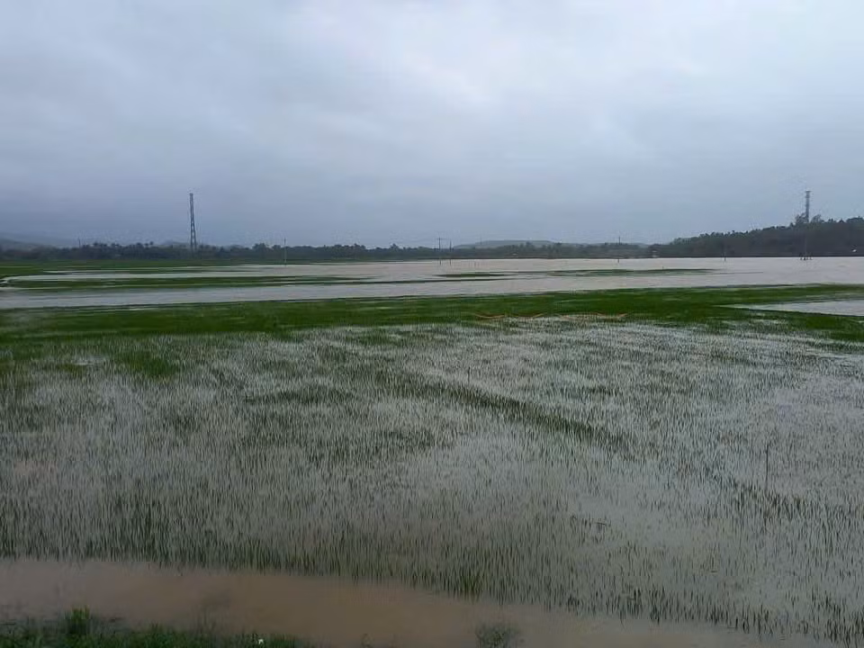 Mưa lụt bất thường khiến 467ha lúa ở huyện Tuy An chìm sâu trong biển nước Mưa lụt bất thường khiến 467ha lúa ở huyện Tuy An chìm sâu trong biển nước