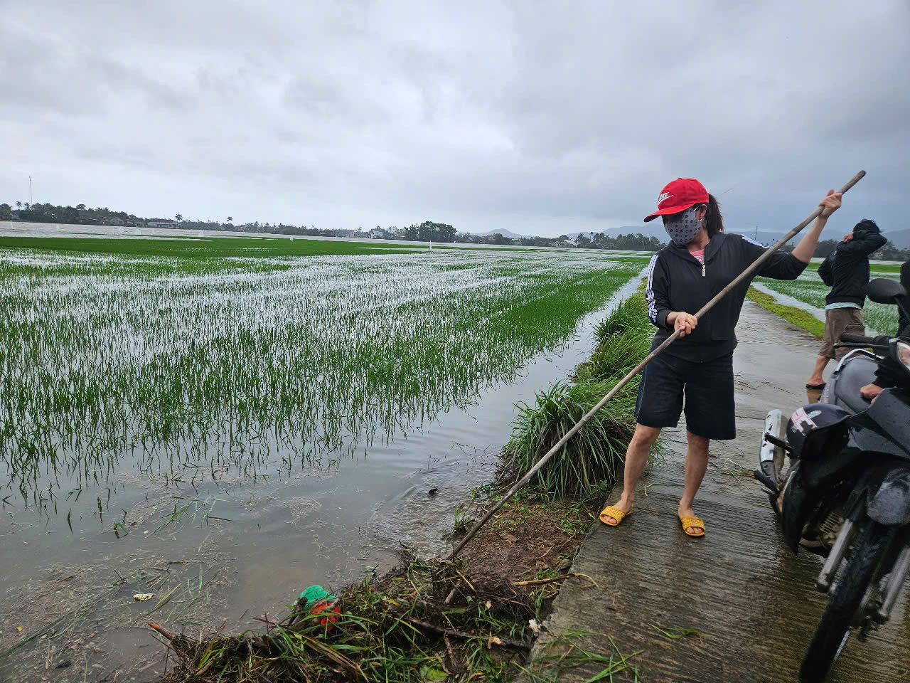 Theo người dân, lúa ngập trong 2 ngày sẽ ảnh hưởng 70% năng suất, những nơi ngập kéo dài sẽ khiến cây lúa không thể làm đòng.