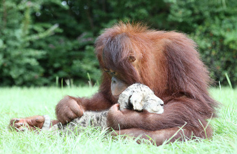 Và bây giờ, ba bố con đã chia tay. Du khách chỉ còn được chứng kiến câu chuyện quá khứ về bố đười ươi, con sư tử trong các đoạn phim