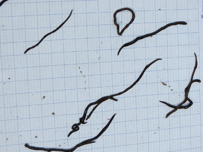 Hàng ngàn sinh vật lạ xuất hiện khiến người dân hoang mang