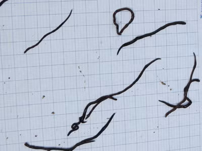 Hàng ngàn sinh vật lạ xuất hiện khiến người dân hoang mang