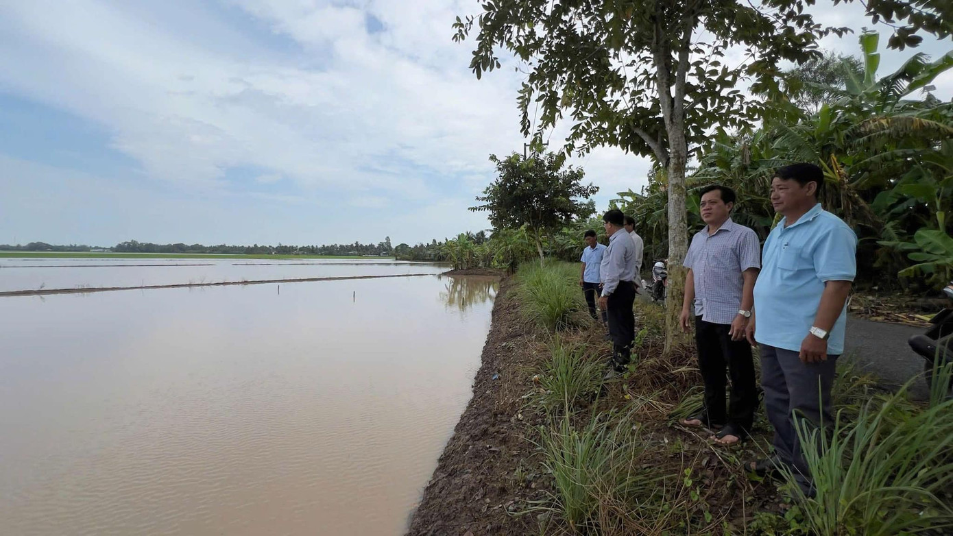 Hơn 500ha lúa tại Bạc Liêu bị ngập sâu những ngày qua. Ảnh: CTV Hơn 500ha lúa tại Bạc Liêu bị ngập sâu những ngày qua. Ảnh: CTV