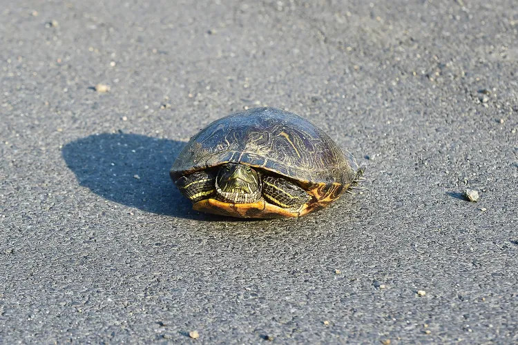 Báo cáo sơ bộ của NTSB cho rằng máy bay bị rơi khiến 3 người thương vong ở sân bay Sugar Valley của Mỹ là do tránh một con rùa trên đường băng. Ảnh: Getty.