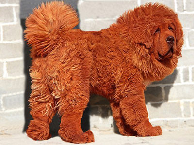 Chân dung của Big Splash- thú cưng đắt giá nhất hành tinh