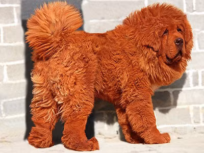 Chân dung của Big Splash- thú cưng đắt giá nhất hành tinh. Chân dung của Big Splash- thú cưng đắt giá nhất hành tinh