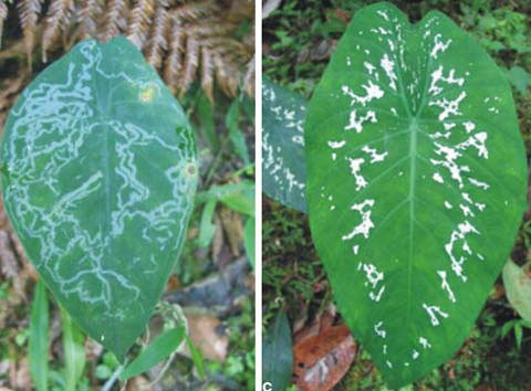 Cây cối cũng biết... chọn bạn tình ảnh 4