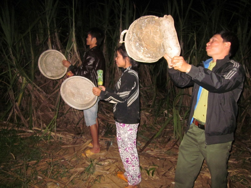 Người dân gõ xoong, chậu đuổi voi. Người dân gõ xoong, chậu đuổi voi