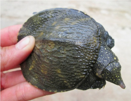 Thu tiền tỷ từ việc nuôi ba ba, cua đinh thương phẩm ảnh 2