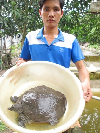 Thu tiền tỷ từ việc nuôi ba ba, cua đinh thương phẩm ảnh 3