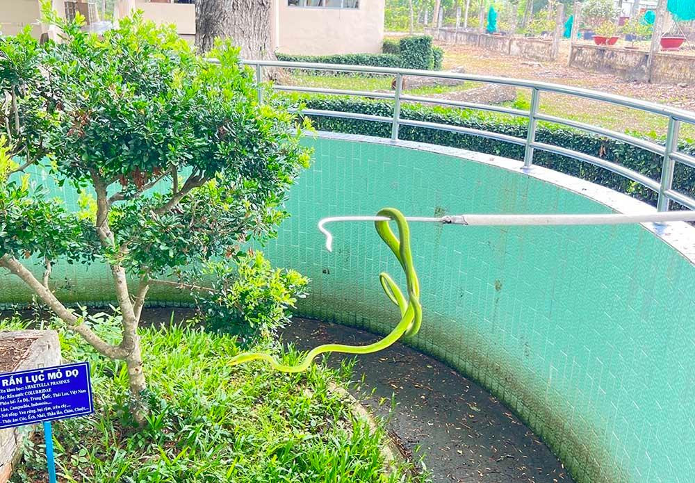 Rắn lục mỏ dọ - loài rắn lục không độc