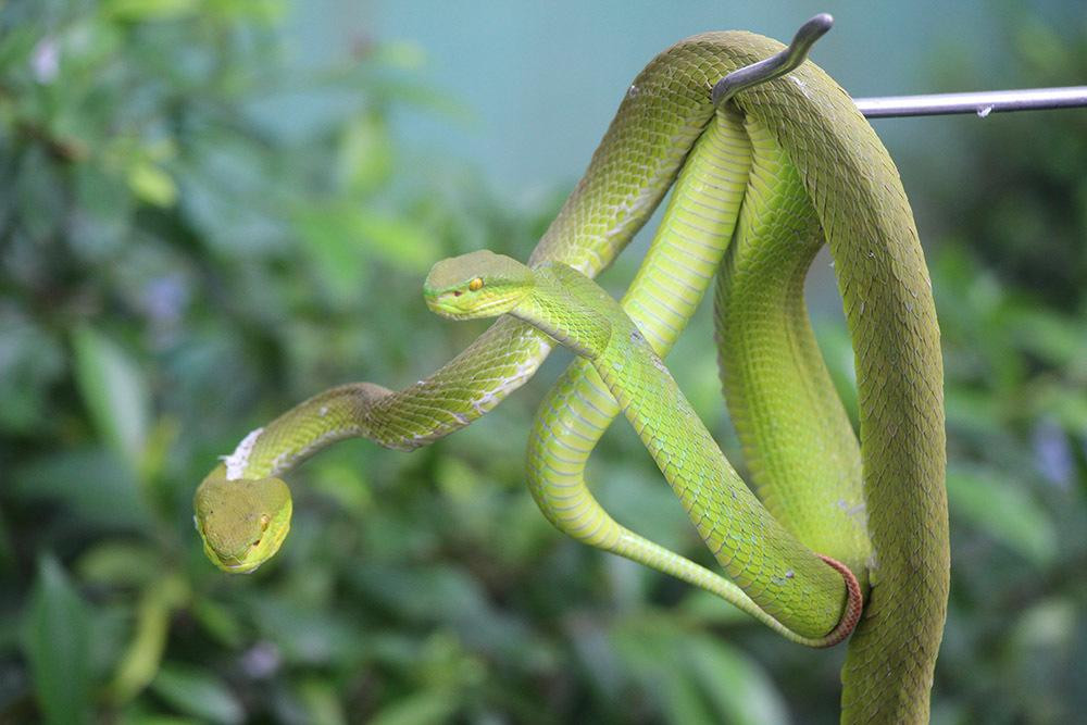 Rắn lục đuôi đỏ có màu xanh, lẩn trốn trong các tán cây, ngọn cỏ. Đây là loại rắn độc và duy nhất trên thế giới đẻ con. Sau khi sinh, con rắn mẹ sẽ chết.