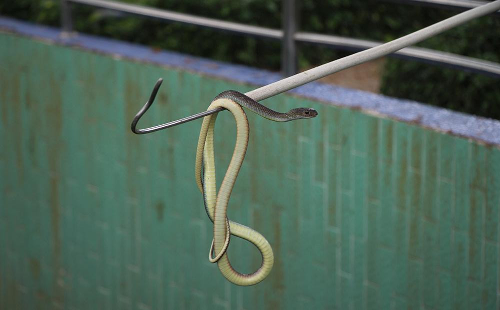 Rắn ráo là loại không có nọc độc.