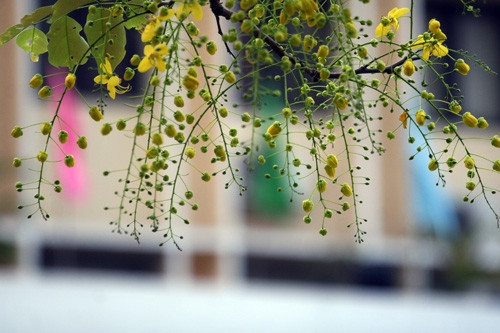 Đầu hạ, khi lá cây rụng hết, từ thân cây đâm ra những chồi hoa dài từ 20 đến 40 cm xõa xuống rồi bung nở hoa vàng rực.