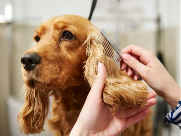 "Bảo mẫu" sẽ ở lại gia đình tỷ phú luôn để tiện chăm sóc 2 chú cún toàn thời gian. Ảnh minh họa: alexei_tm/ Getty.