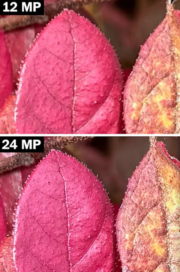 Ảnh chụp bằng iPhone đời cũ (trên) và bằng iPhone 15 (dưới). Ảnh: Geoffrey A. Fowler/ The Washington Post. Ảnh chụp bằng iPhone đời cũ (trên) và bằng iPhone 15 (dưới). Ảnh: Geoffrey A. Fowler/ The Washington Post.