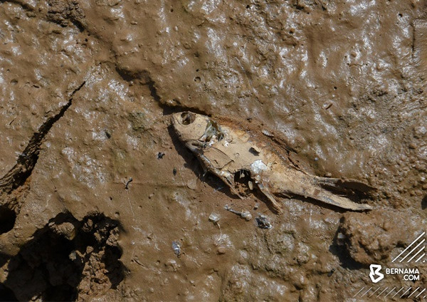 Ảnh chụp vào ngày 28/4, cá cũng chết do nắng nóng và sông cạn. Ảnh: Bernama. Ảnh chụp vào ngày 28/4, cá cũng chết do nắng nóng và sông cạn. Ảnh: Bernama.